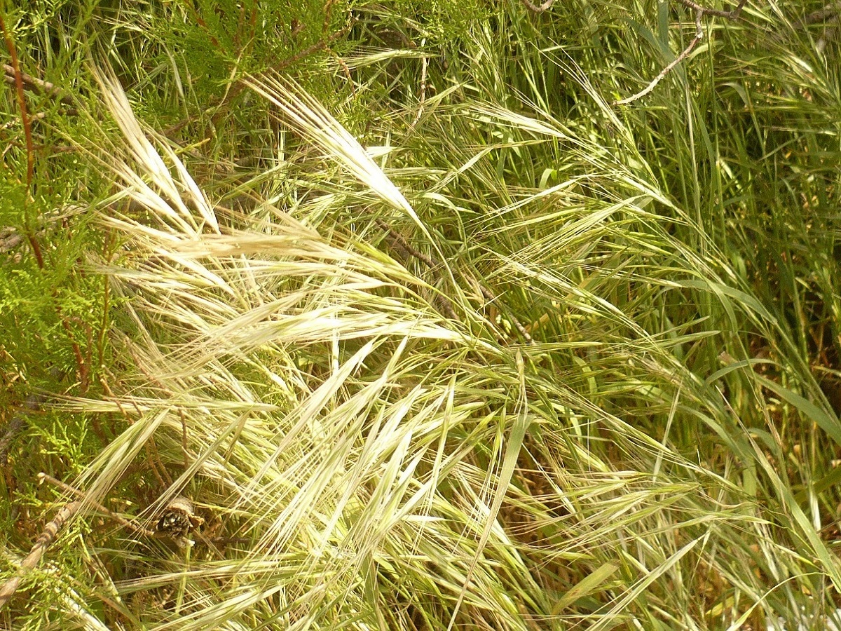 Anisantha diandra (Poaceae)